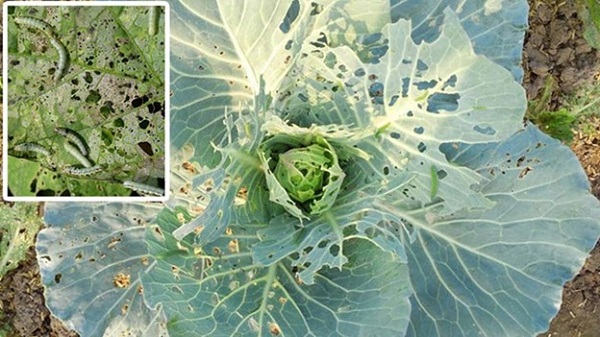 Biện pháp phòng và trị sâu tơ hại rau mang lại hiệu quả nhanh chóng 5 sau-to-hai-bap-cai