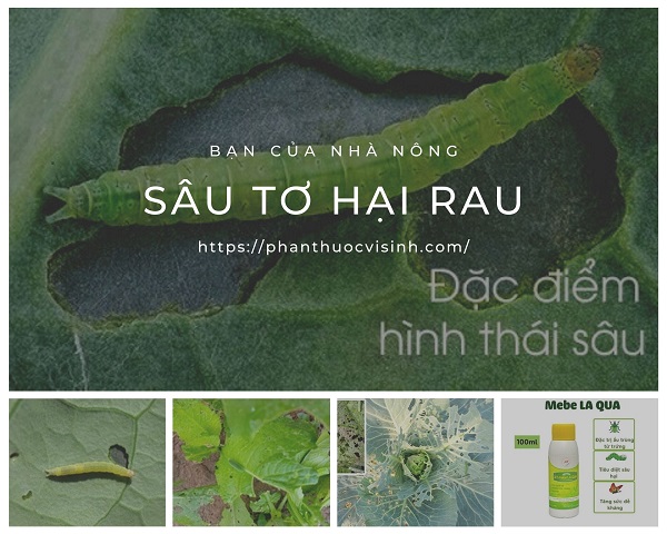 Biện pháp phòng và trị sâu tơ hại rau mang lại hiệu quả nhanh chóng 1 sau-to-hai-rau
