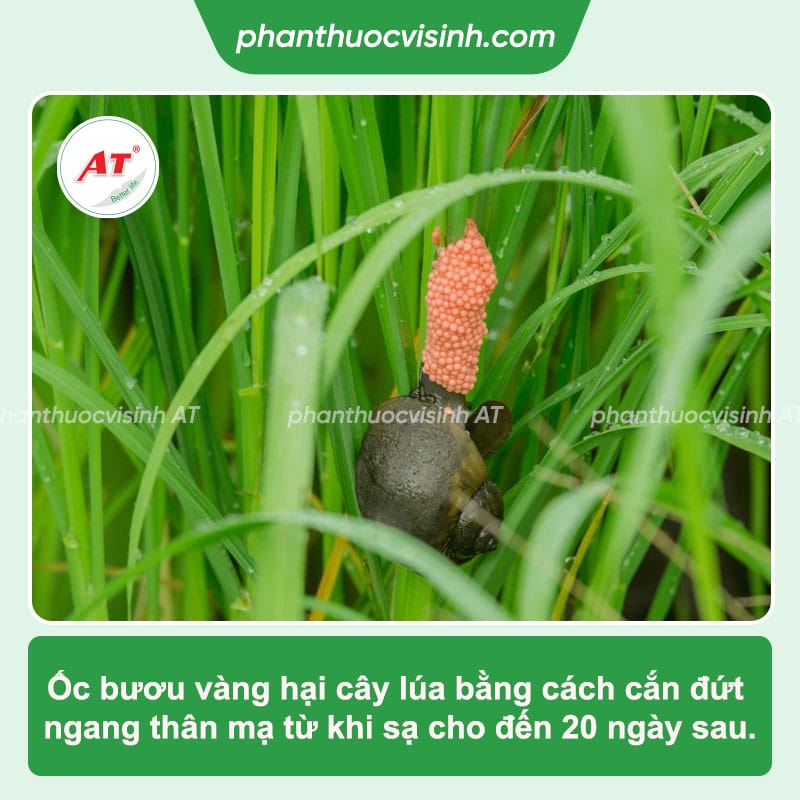 Phòng trừ ốc bươu vàng hại lúa giúp mang lại mùa vụ bội thu