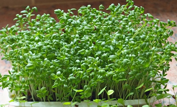 Cách trồng súp lơ xanh sạch, không thuốc trừ sâu đơn giản, dễ thực hiện 3 thoi-gian-sinh-truong-cua-sup-lo