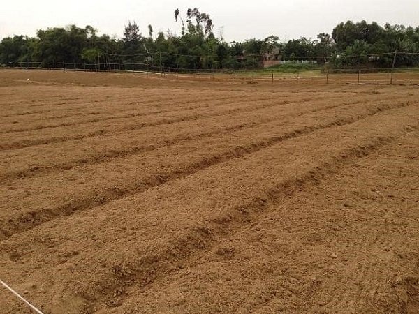 thoi-vu-trong-bi-do-o-mien-bac