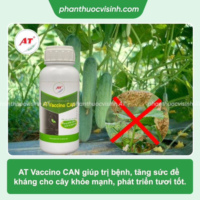 Bệnh sương mai trên dưa chuột dưa leo: Cách phòng trị hiệu quả