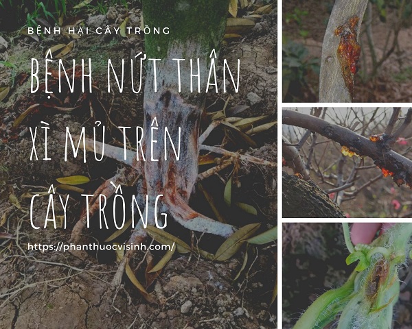 Top 5 thuốc đặc trị bệnh xì mủ trên cây trồng hiệu quả tốt nhất 1 thuoc-dac-tri-benh-xi-mu-tren-cay-trong