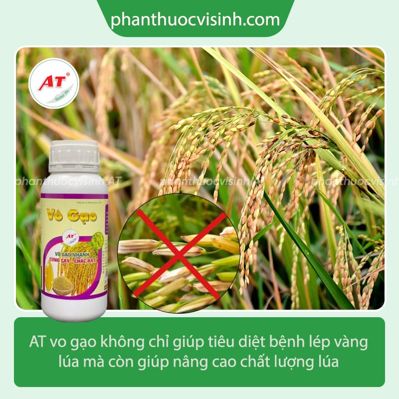 Bệnh lép vàng trên lúa: Nguyên nhân và cách phòng trừ
