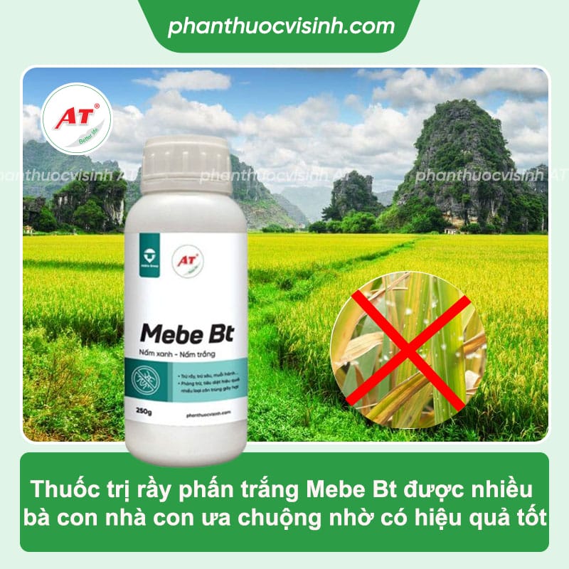 Cách phòng trị rầy phấn trắng hại lúa an toàn, hiệu quả nhanh
