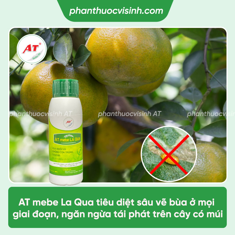 Khắc chế sâu vẽ bùa hại cây ăn quả có múi chuẩn cách nhà nông