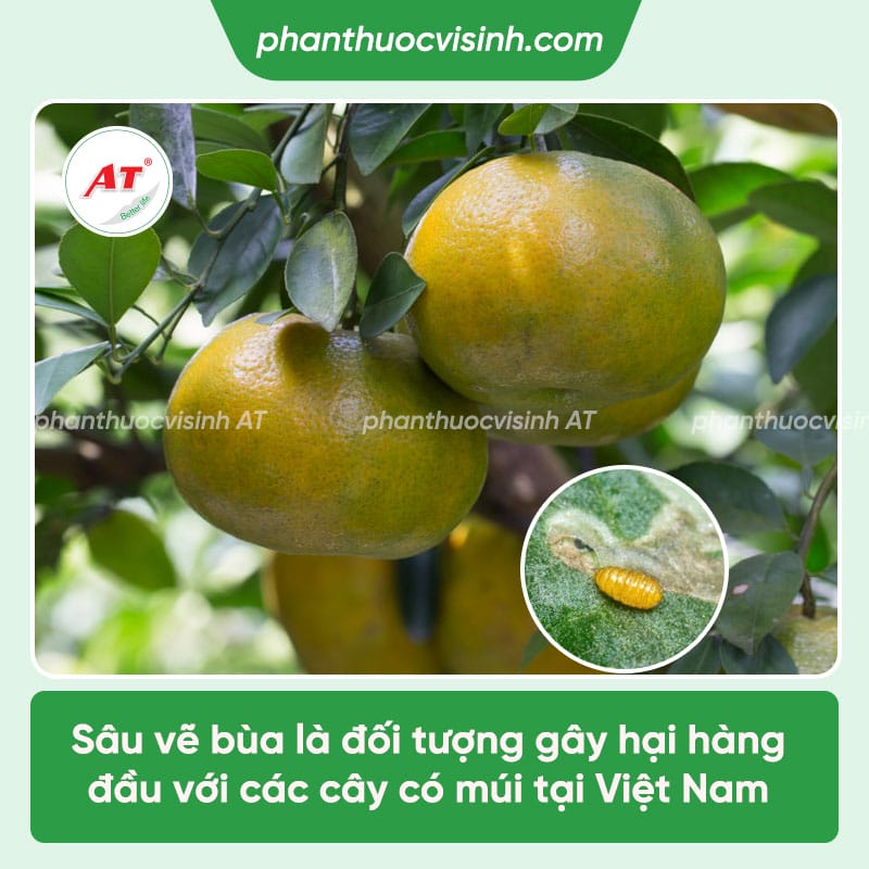 Khắc chế sâu vẽ bùa hại cây ăn quả có múi chuẩn cách nhà nông