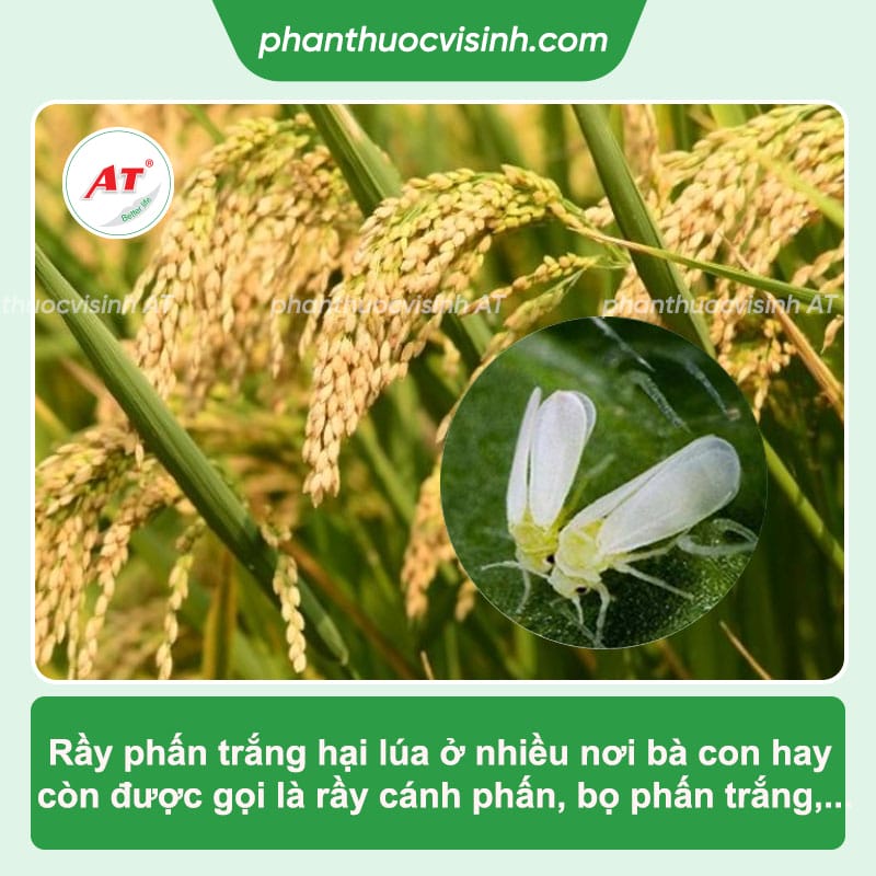 Cách phòng trị rầy phấn trắng hại lúa an toàn, hiệu quả nhanh