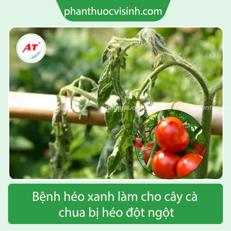 Hướng dẫn phòng ngừa bệnh héo xanh trên cây cà chua