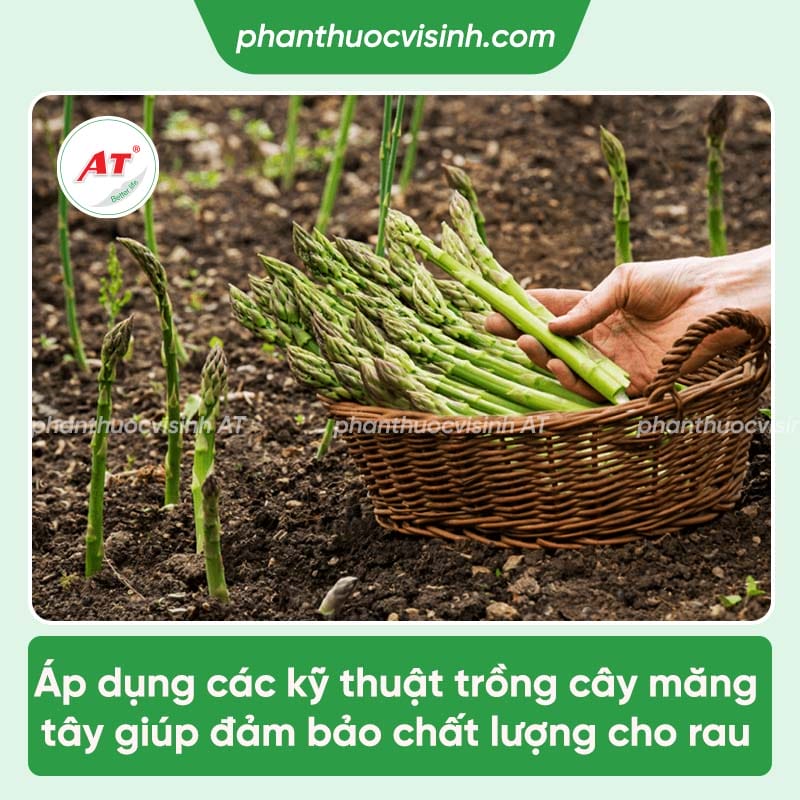 Các kỹ thuật trồng măng tây cho năng suất cao, chất lượng tốt