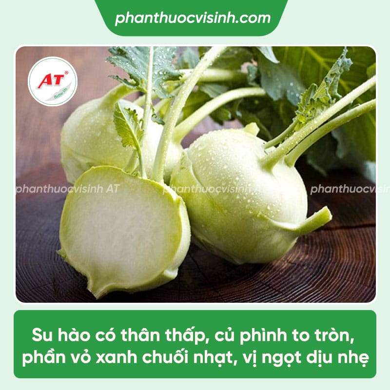 Hướng dẫn cách trồng su hào đúng kỹ thuật, cho năng suất cao