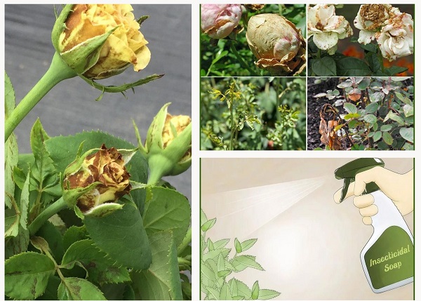 Hướng dẫn chi tiết cách trị bọ trĩ hoa hồng bằng nước rửa chén 1 tri-bo-tri-hoa-hong-bang-nuoc-rua-chen