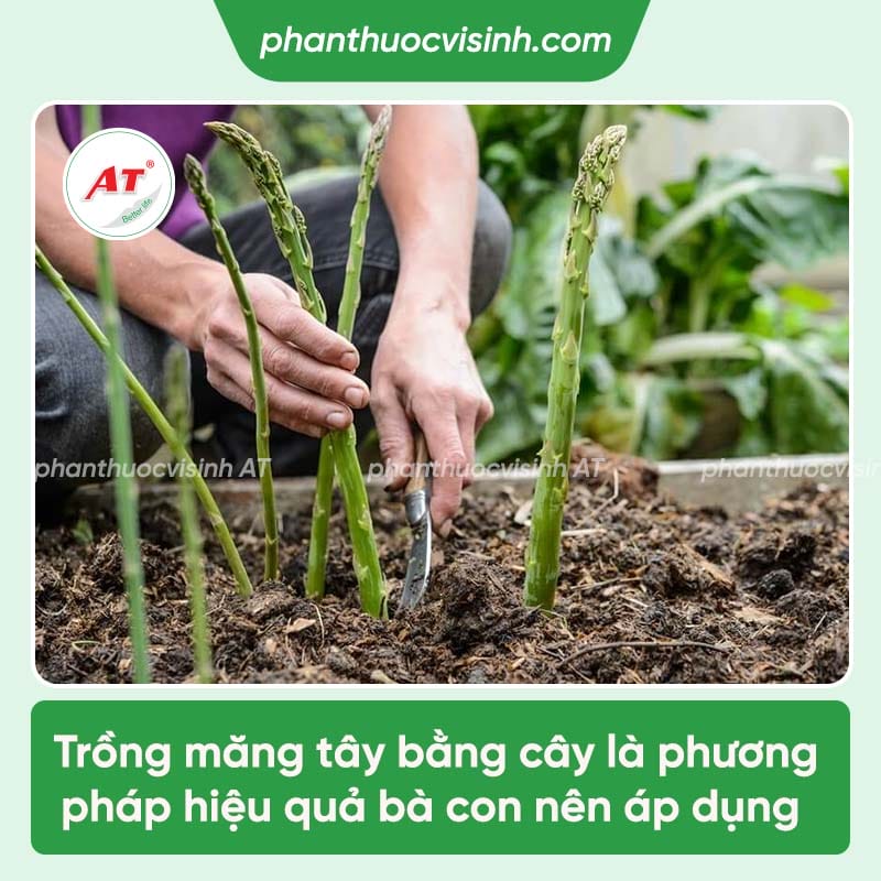 Các kỹ thuật trồng măng tây cho năng suất cao, chất lượng tốt