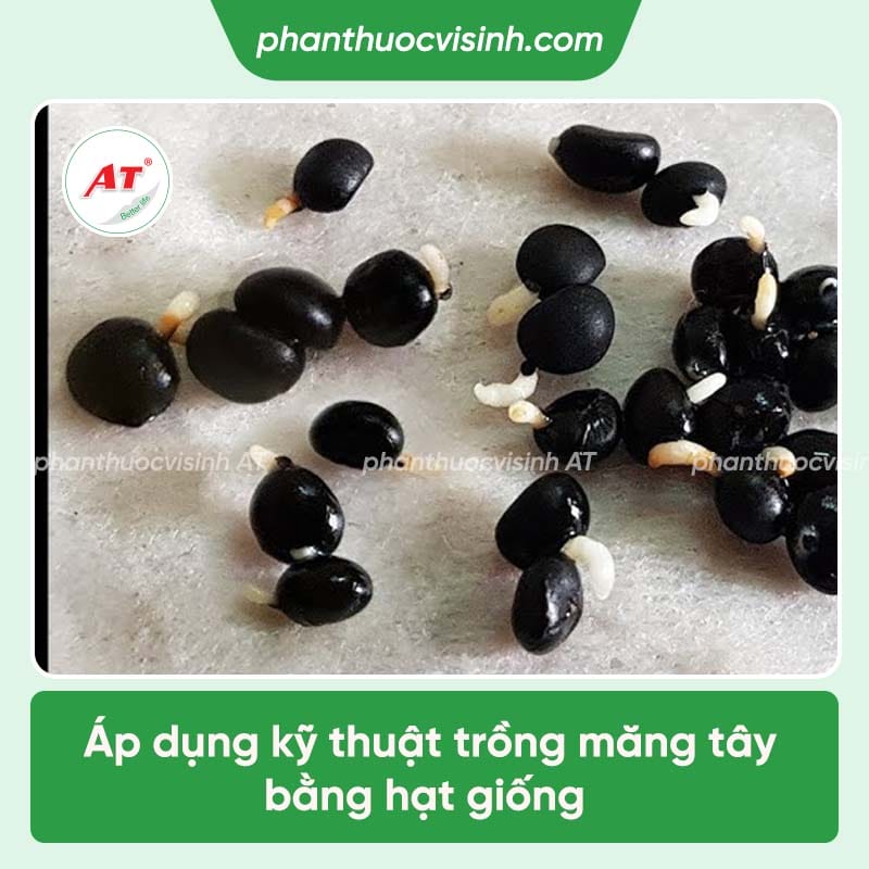 Các kỹ thuật trồng măng tây cho năng suất cao, chất lượng tốt