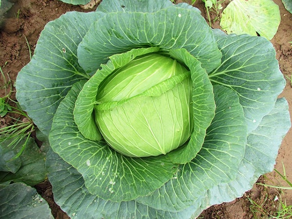 Học ngay cách trồng bắp cải xanh tốt, nhanh thu hoạch 8 trong-bap-cai-bao-lau-thu-hoach