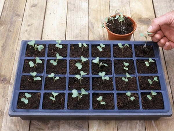 Học ngay cách trồng bắp cải xanh tốt, nhanh thu hoạch 4 trong-bap-cai