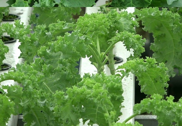 trong-cai-kale-thuy-canh