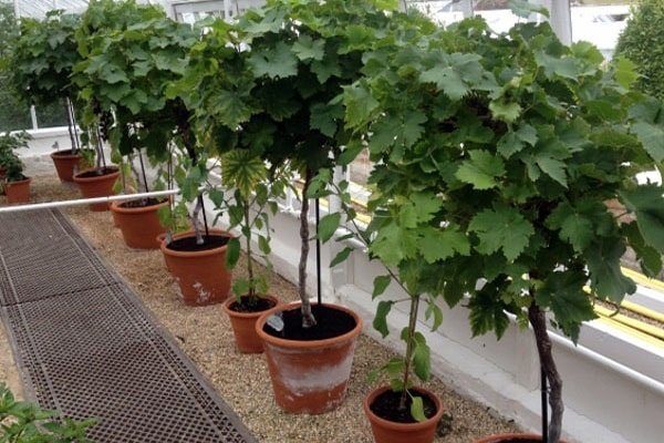 Học ngay cách trồng nho trên sân thượng sai trĩu quả 4 trong-nho-san-thuong