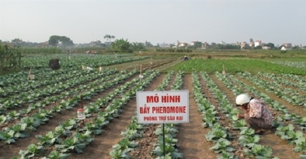 Biện pháp phòng và trị sâu tơ hại rau mang lại hiệu quả nhanh chóng 7 tru-sau-to-hai-rau