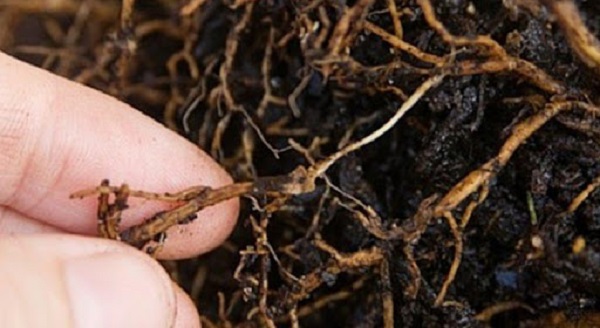 vang-la-thoi-re-o-mit