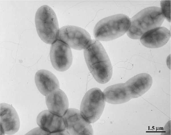 vi-khuan-co-dinh-dam