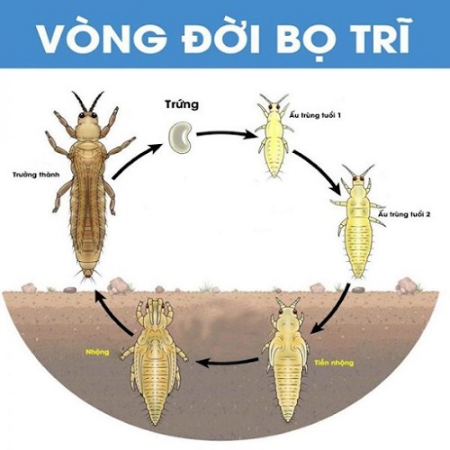 vong-doi-bo-tri