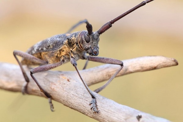 xen-toc-duc-than-xoai