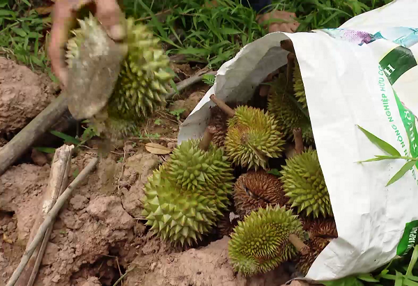 xu-ly-sau-rieng-rung-trai-non