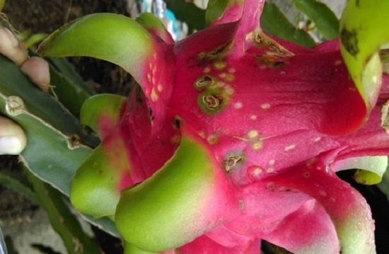 benh-dom-trang-o-cay-thanh-long