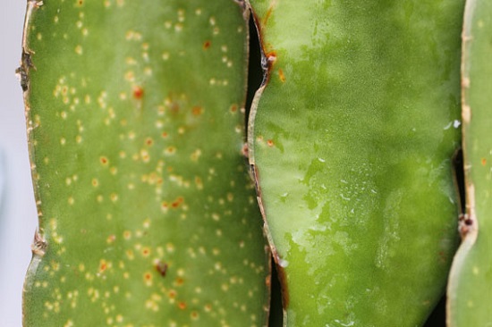 benh-dom-trang-thanh-long