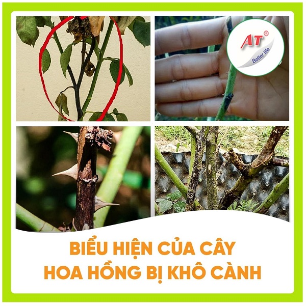 benh-kho-canh-hoa-hong