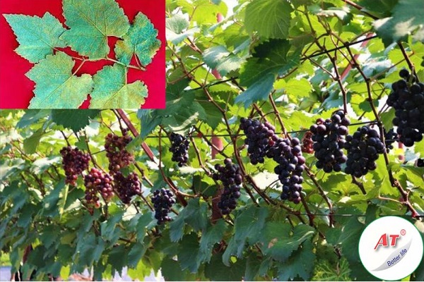 benh-ri-sat-tren-cay-nho