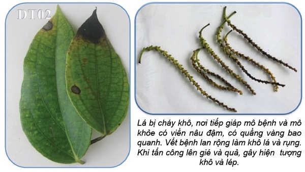 cay-tieu-bi-benh-than-thu