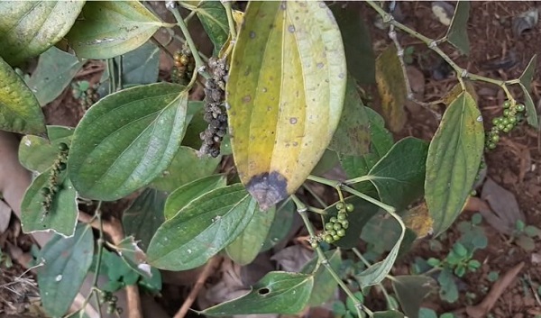 benh-than-thu-o-ho-tieu