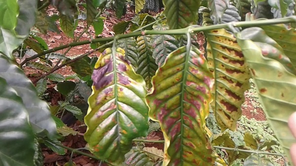 benh-than-thu-tren-cay-ca-phe