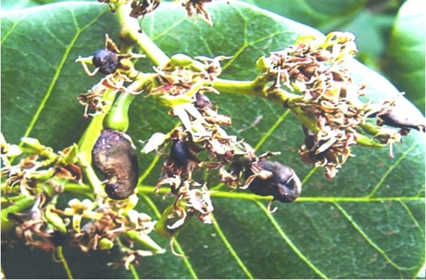 benh-than-thu-tren-cay-dieu