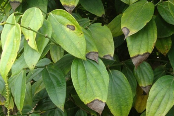 benh-than-thu-tren-cay-tieu