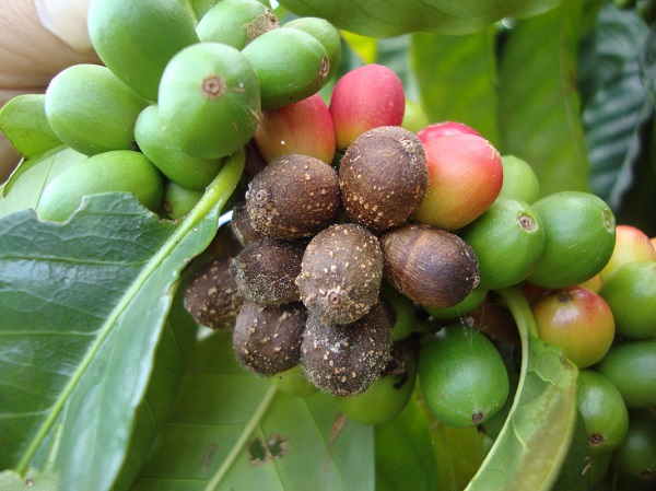 benh-than-thu-tren-qua-ca-phe