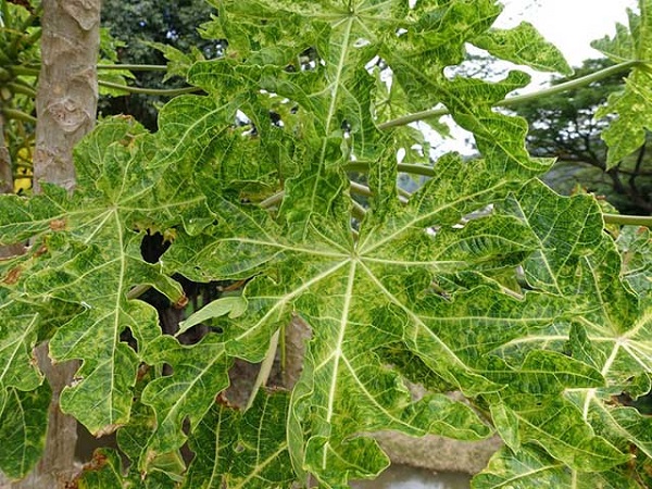 benh-xoan-la-du-du