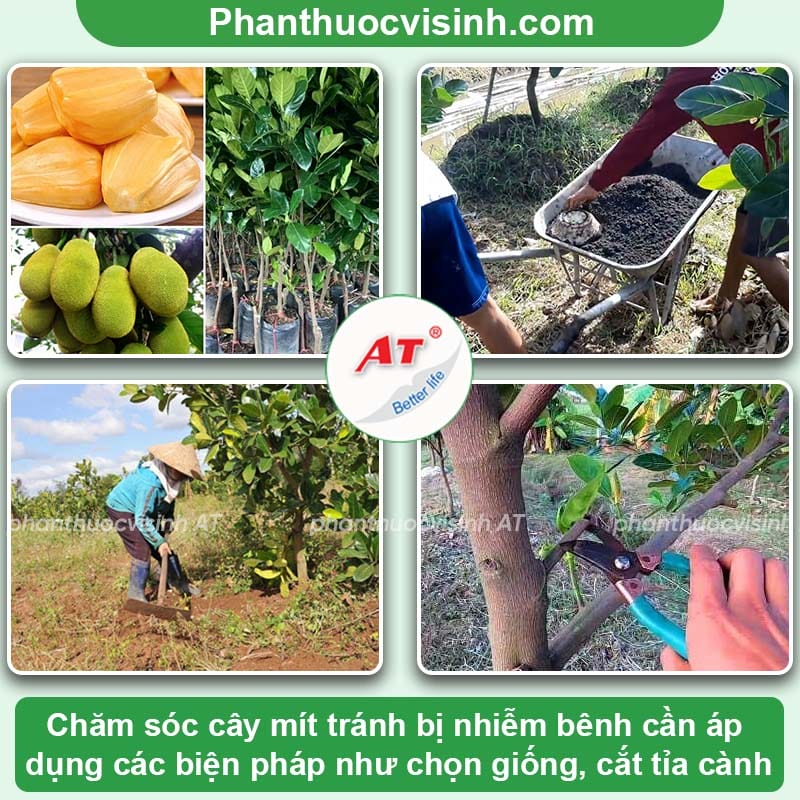 Cách xử lý trình trạng mít bị xơ đen và nguyên nhân do đâu? 3 Cách xử lý trình trạng mít bị xơ đen và nguyên nhân gây bệnh