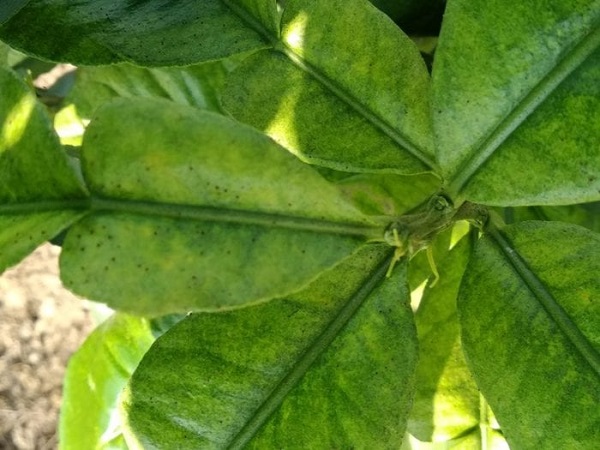 Cây bưởi bị vàng lá: Nguyên nhân và cách khắc phục hiệu quả 4 buoi-bi-vang-la-do-nhen-do