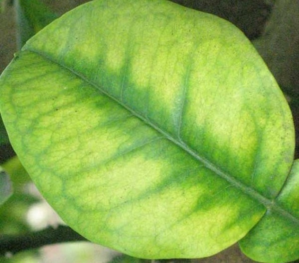 Cây bưởi bị vàng lá: Nguyên nhân và cách khắc phục hiệu quả 6 buoi-bi-vang-la-do-thieu-chat