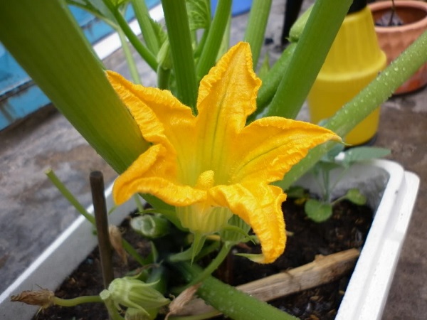 cach-cham-soc-bi-ngoi