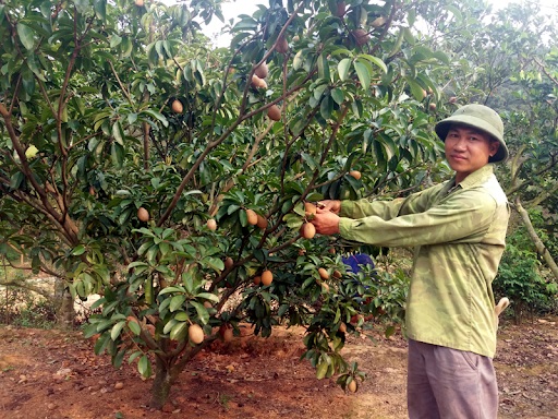 cach-cham-soc-cay-hong-xiem-xoai