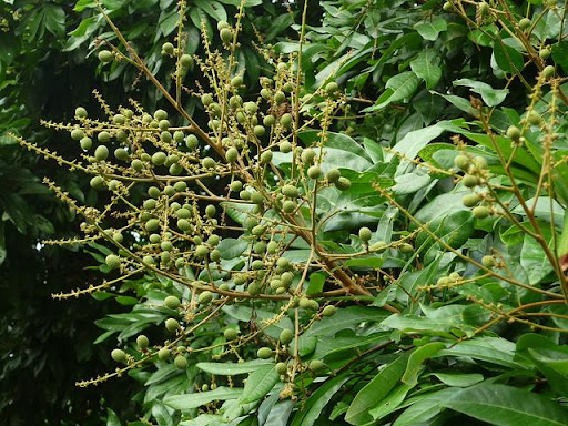 Hướng dẫn chi tiết kỹ thuật chăm sóc cây nhãn từng giai đoạn 4 cach-cham-soc-cay-nhan-ra-qua