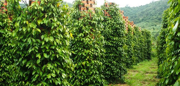 cach-cham-soc-tieu-ra-hoa
