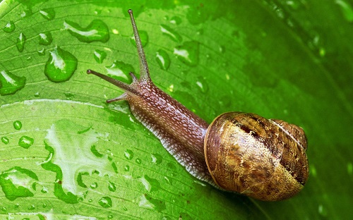 cach-diet-oc-sen-an-rau