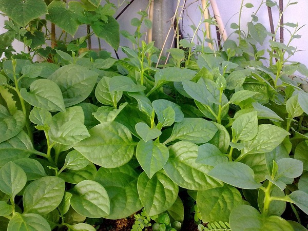 cach-thu-hoach-mong-toi