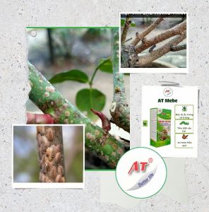 cach-tri-benh-rep-vay-hoa-hong