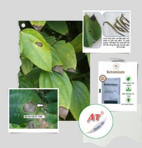 cach-tri-benh-than-thu-tren-cay-tieu